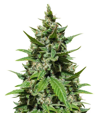 Gelato Auto fem