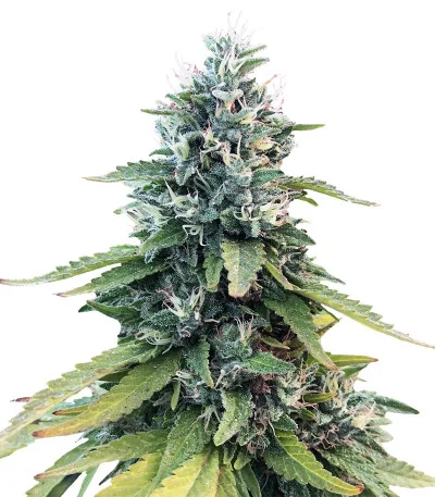 Gorilla fem