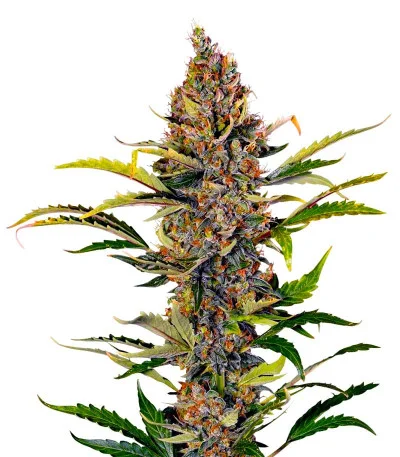 Grape Kong Auto fem