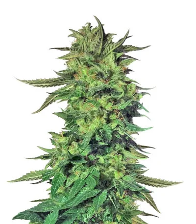 LSD fem