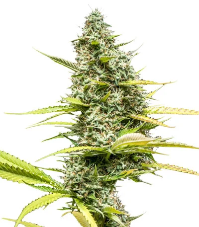 Mimosa Auto fem