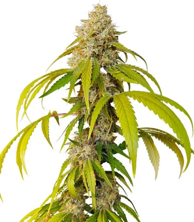 OG Kush Fast Version fem