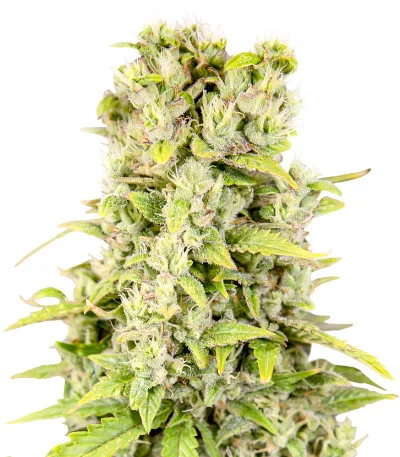 Pharaoh Auto (Auto Tutankhamon) fem