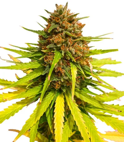 Pharaoh (Tutankhamon) fem