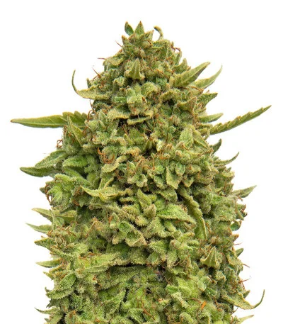 Pineapple Chunk fem