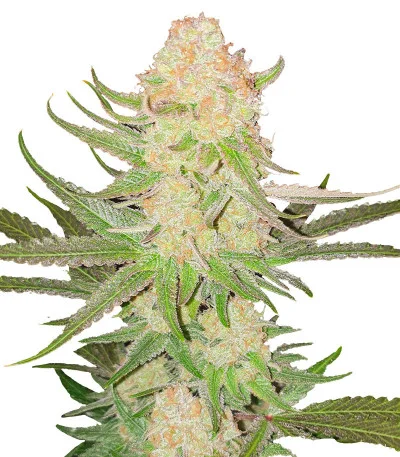 Power Plant X fem
