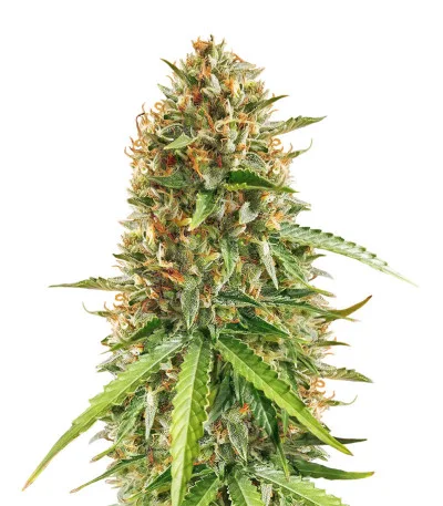Scout Cookies Auto fem