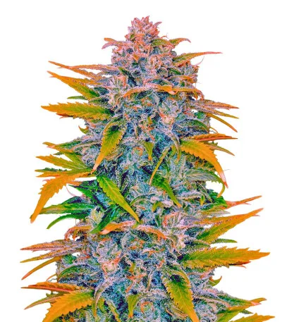 Sexy Cinderella Auto fem