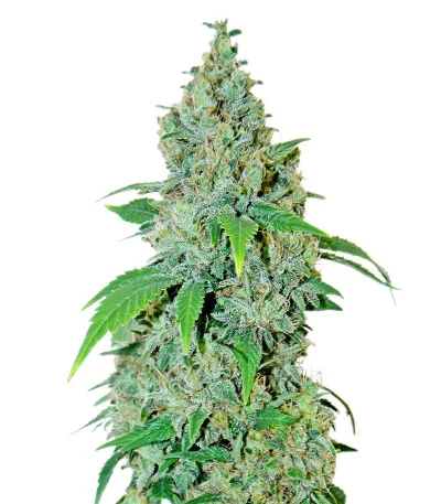 Shiskaberry fem