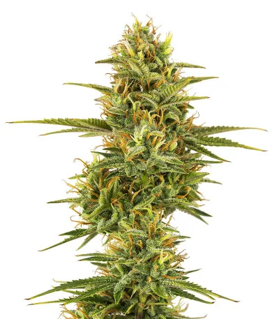 Siberian Sunset Auto fem