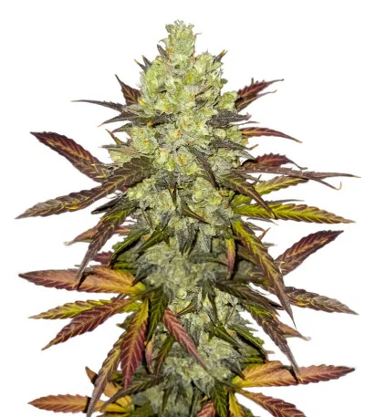Special Tangie Auto fem