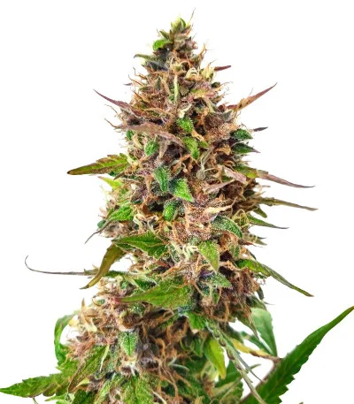 Watermelon Auto fem