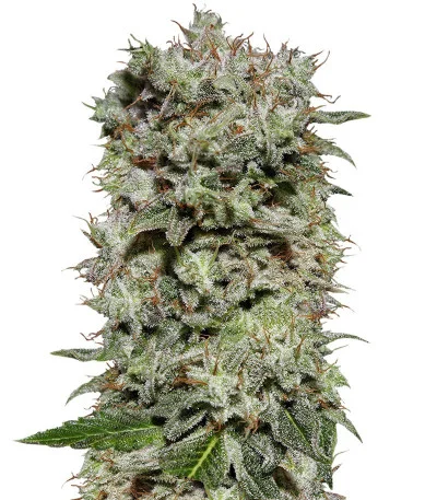 White Widow fem