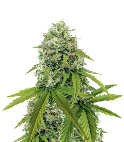 Zkittlez Auto fem