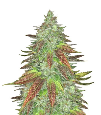Zkittlez fem