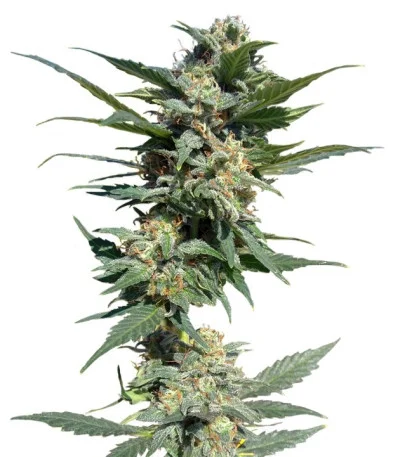 Big Devil #2 Auto fem