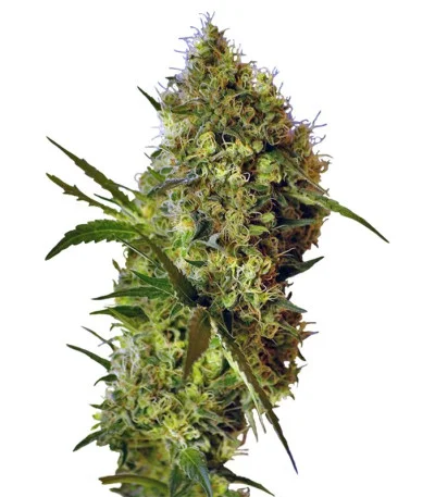 Big Devil Auto fem