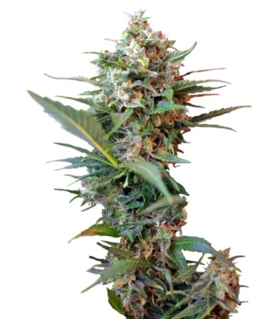 Big Devil XL Auto fem