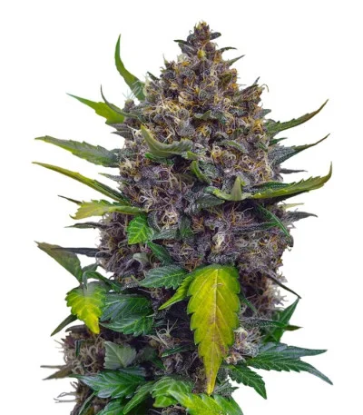 Black Cream Auto fem