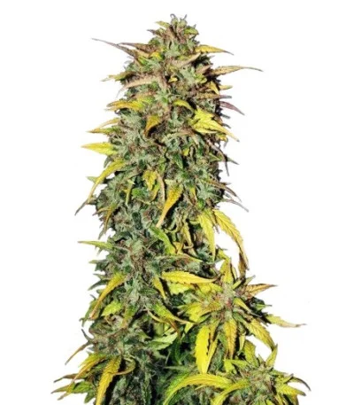 Black Jack Auto fem