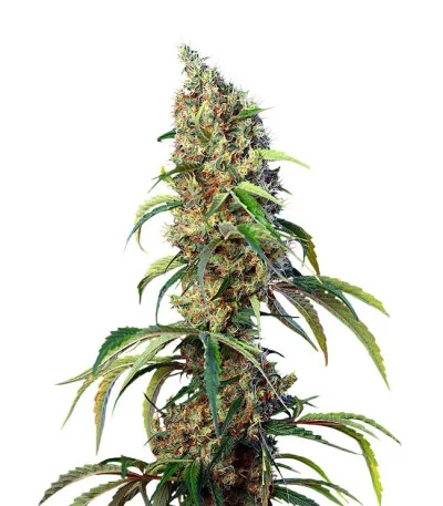 Black Jack CBD fem