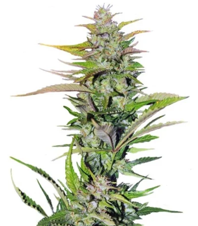 Black Jack fem