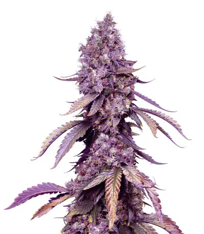 Black Muffin F1 Fast Version fem