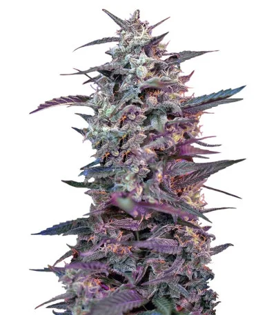 Bloody Skunk Auto fem