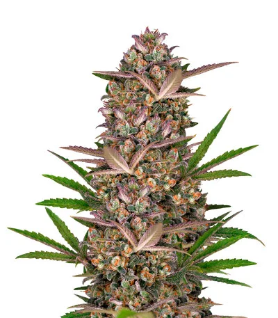 Bruce Banner Auto fem