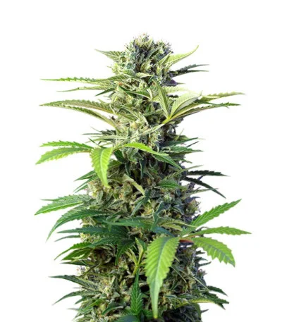 Chem Beyond Diesel C.B.D fem