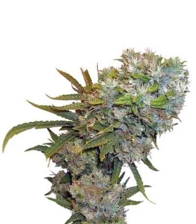 Cream 47 fem