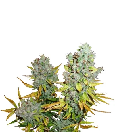 Cream Caramel Auto fem