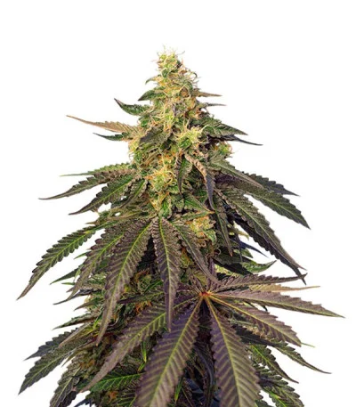Cream Caramel CBD fem