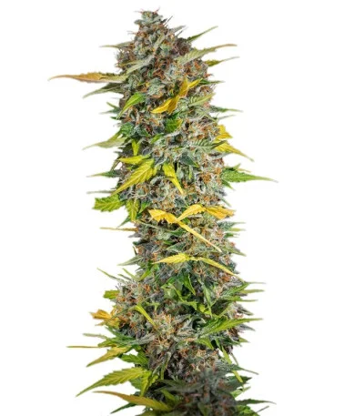 Cream Mandarine Auto fem
