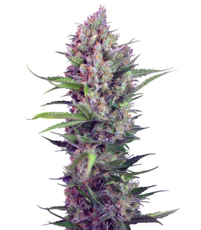 Cream Mandarine F1 Fast Version fem