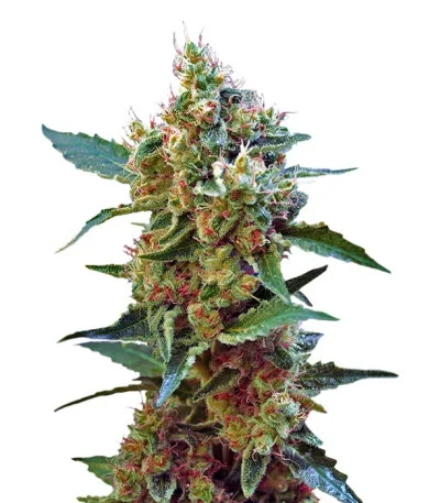 Cream Mandarine XL Auto fem