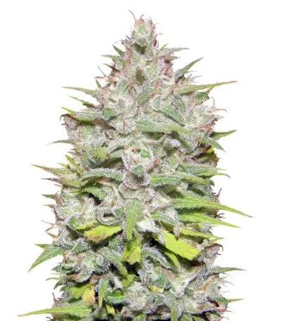 Crystal Candy Auto fem