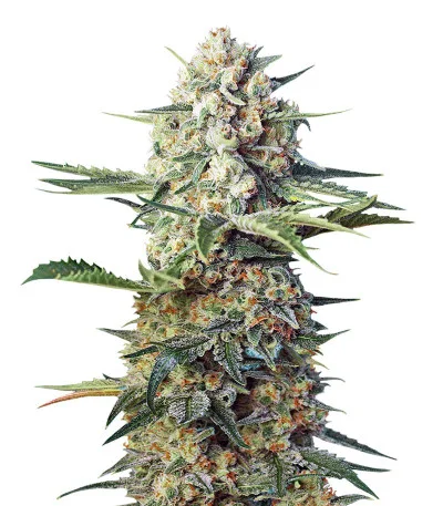 Crystal Candy F1 Fast Version fem