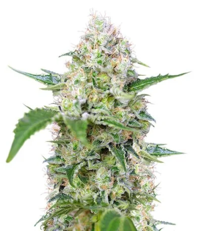 Crystal Candy fem