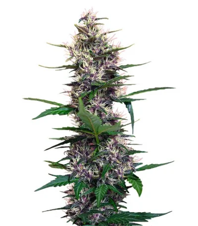 Dark Devil Auto fem