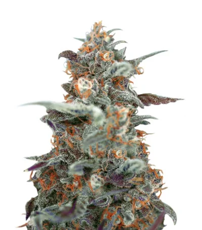 Devil Cream Auto fem