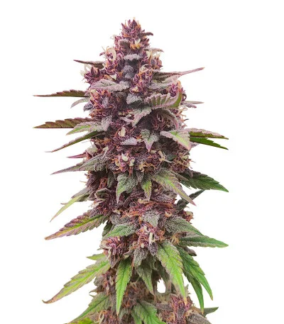 Diablo Rojo XL Auto fem