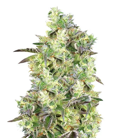 Do-Sweet-Dos fem