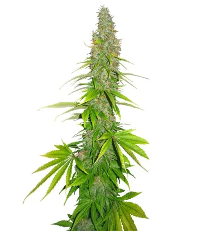 Double White fem