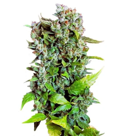 Fast Bud #2 Auto fem