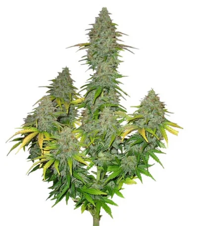 Fast Bud Auto fem