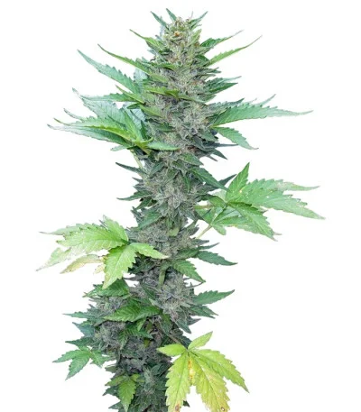 Green Poison Auto fem