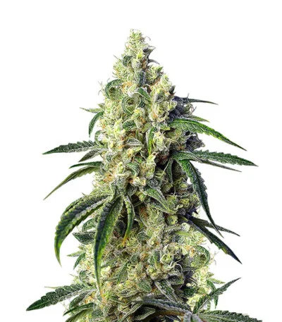 Green Poison CBD fem