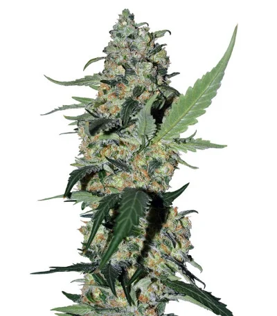 Green Poison fem
