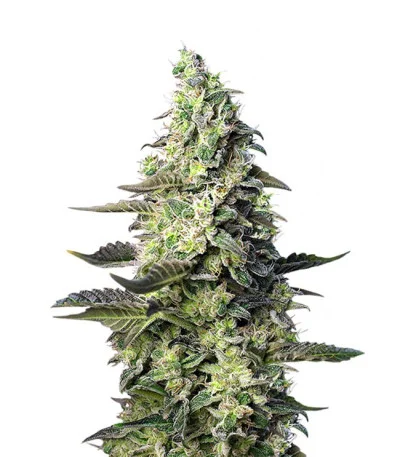 Green Poison XL Auto fem